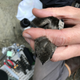 A black swift being outfitted with a data logger.